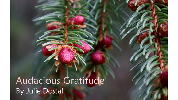 Audacious Gratitude - by Julie Dostal